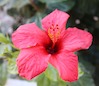 Ollopa