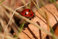 apfelsine